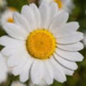 Meet your Posher, Ollie